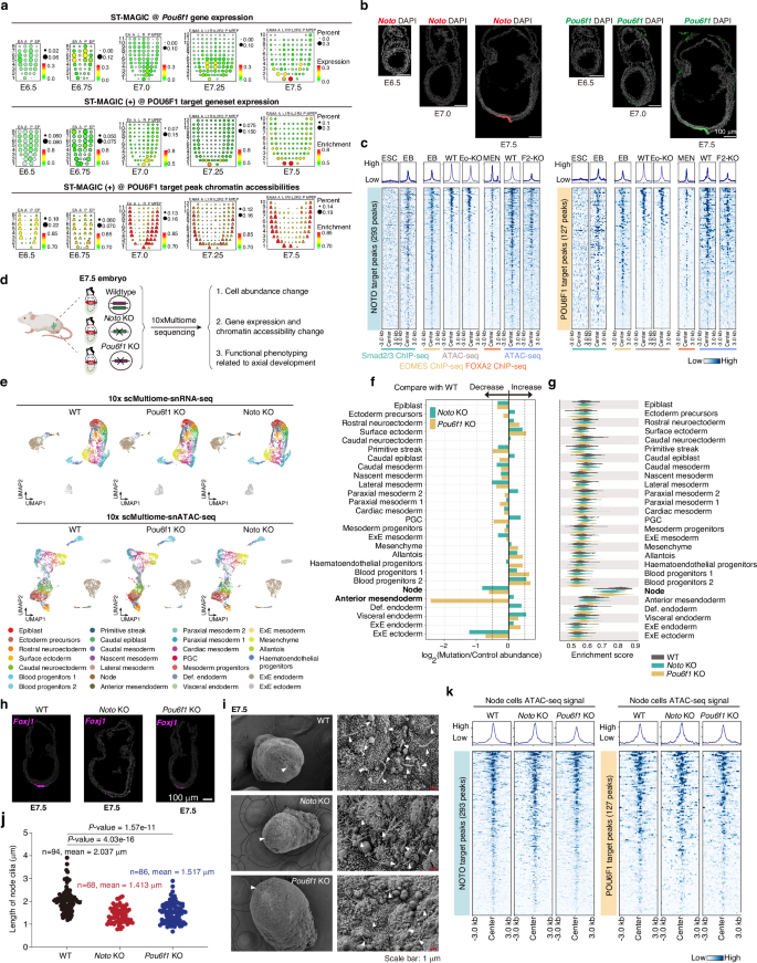 Fig. 6: Identification of Noto and Pou6f1 as the last runners of the TF relay during axial mesendoderm lineage development.