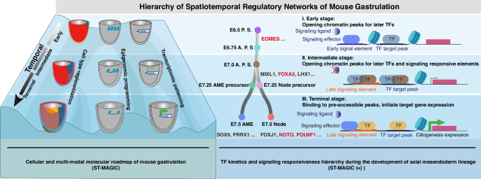 Fig. 7: The proposed spatiotemporal regulatory network model for mouse gastrulation.