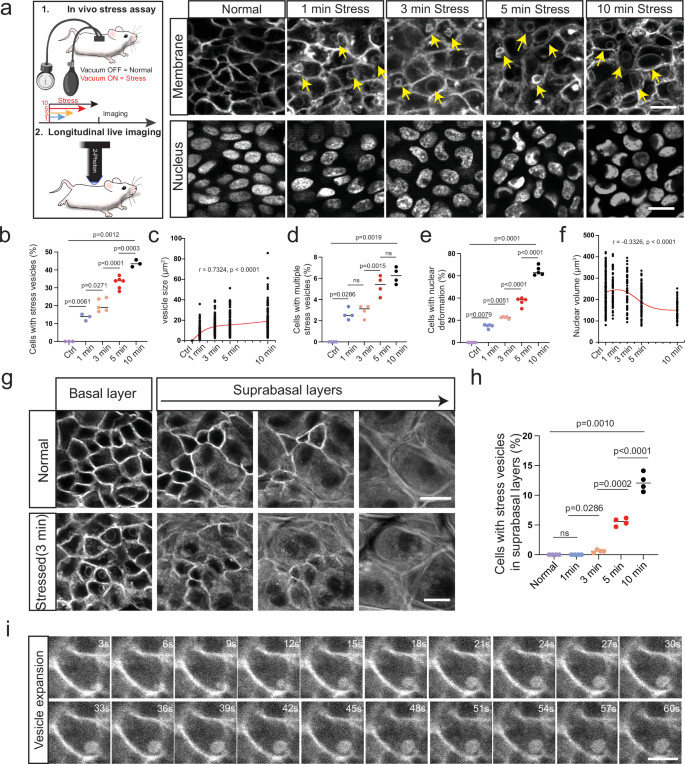 Fig. 1: Live imaging of epidermal cell behaviors in response to mechanical force.