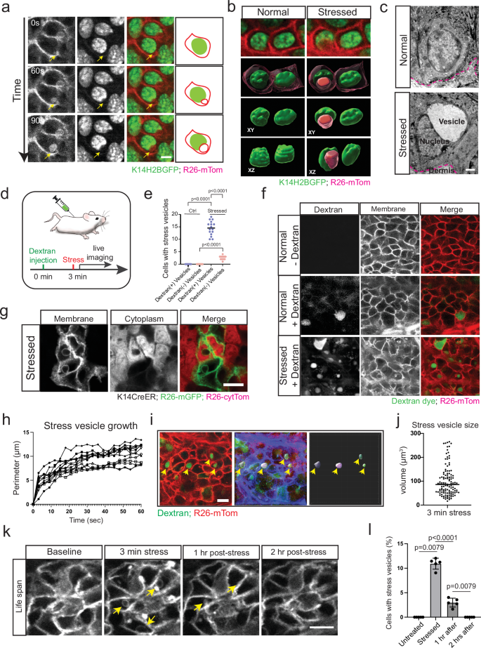 Fig. 2: Stress vesicles induce rapid intracellular changes.