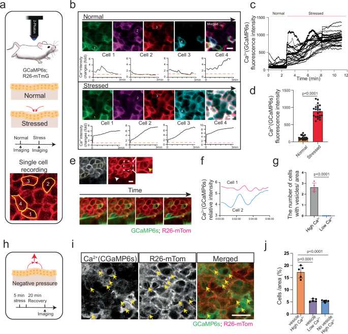 Fig. 4: Mechanical stress alters intracellular calcium dynamics.