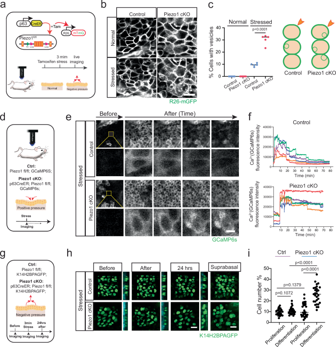 Fig. 5: Piezo1 ablation exaggerates stress vesicle formation.