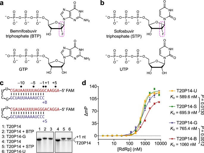 Fig. 1: Incorporation of bemnifosbuvir and sofosbuvir by SARS-CoV-2 RdRp.