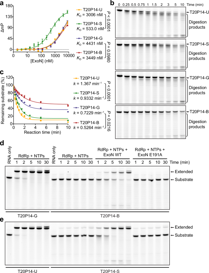 Fig. 2: Excision of bemnifosbuvir and sofosbuvir by SARS-CoV-2 ExoN.