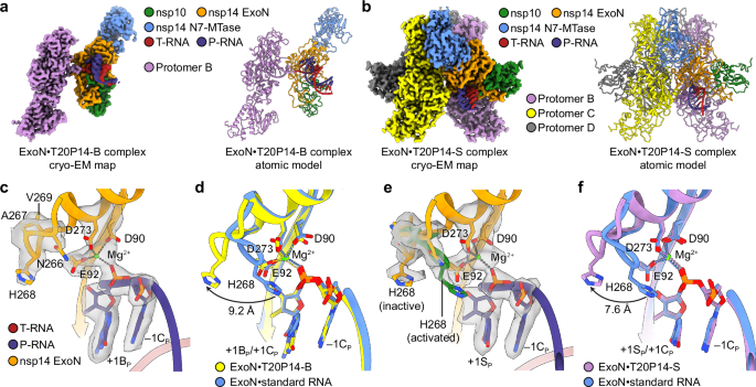 Fig. 3: Structural basis of recognition of bemnifosbuvir and sofosbuvir by SARS-CoV-2 ExoN.