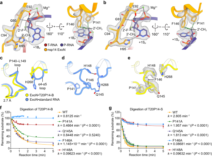 Fig. 4: Allosteric regulation of ExoN activity and excision of bemnifosbuvir and sofosbuvir.