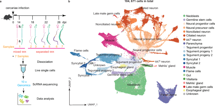 Fig. 1: Dynamic single-cell transcriptomics of male and female S. japonicum during the sexual development.