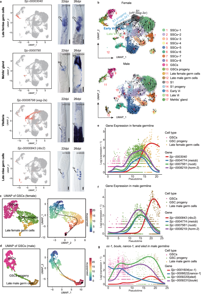 Fig. 2: Detailed lineage analysis of cells related to the reproductive development in both sexes.