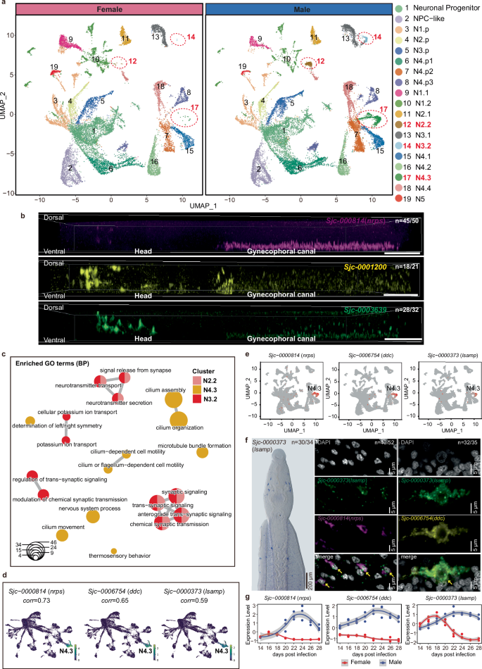 Fig. 3: Male-enriched neuron clusters in S. japonicum.