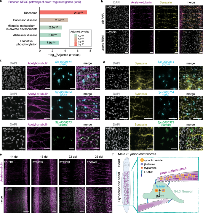 Fig. 5: Male lsamp is essential for female sexual development by regulating acetylated α-tubulin levels and synaptic vesicle proteins.