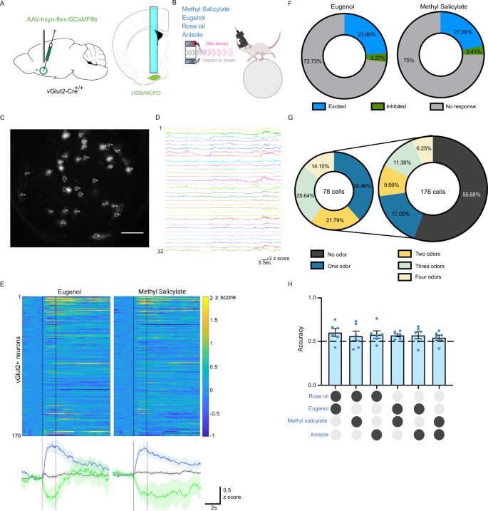 Fig. 1: vGlut2BF neurons are odor responsive but do not show odor specificity.