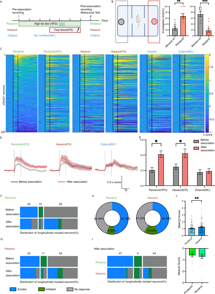 Fig. 2: vGlut2BF neuron responses increase after odor association with positive or negative stimuli.