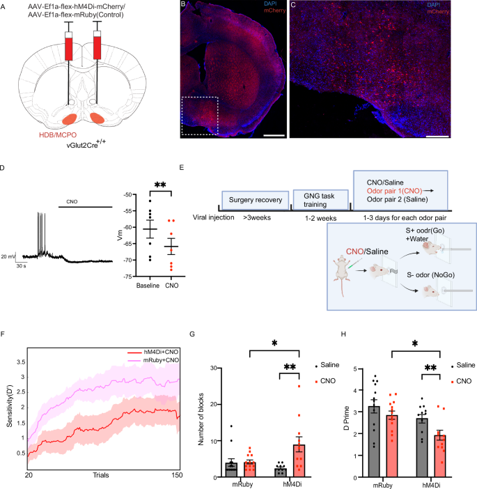 Fig. 5: vGlut2BF neurons are involved in olfactory learning.