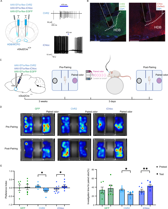 Fig. 6: Activation and inhibition of vGlut2BF neurons alter odor-preference.