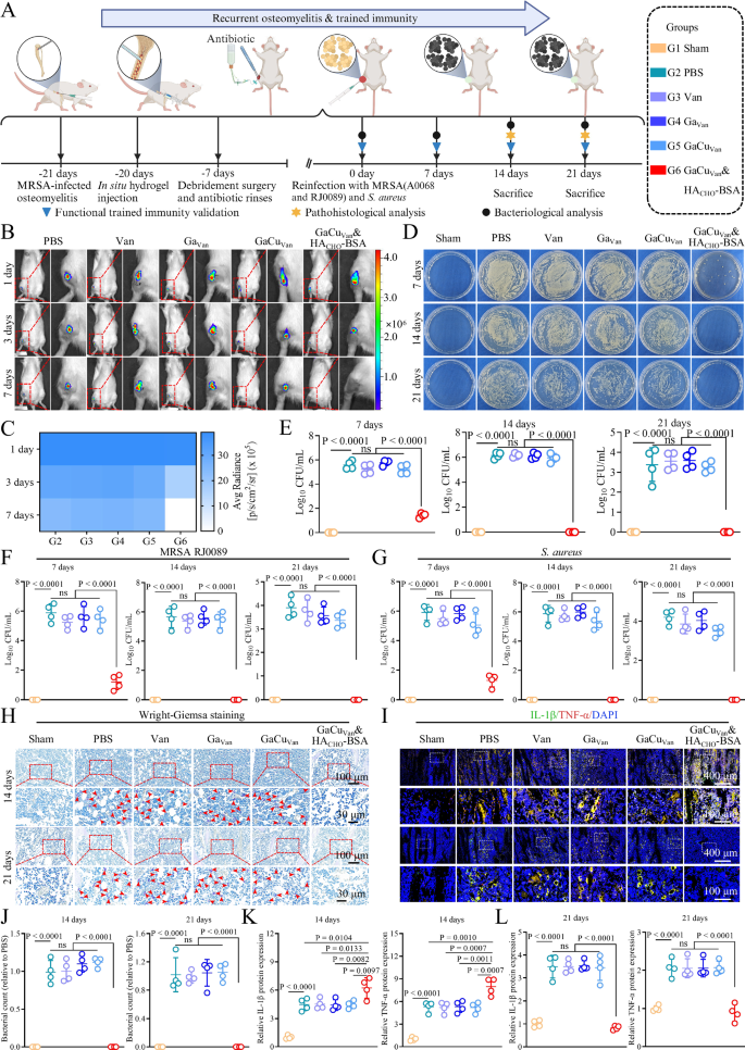 Fig. 10: Pre-delivered GaCuVan&HACHO-BSA hydrogel induced trained immunity and conferred non-specific protective resistance to recurrent osteomyelitis in rats.