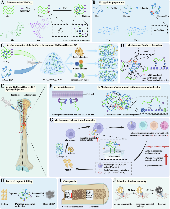 Fig. 1: Design, working principle, and mechanisms of GaCuVan&HACHO-BSA hydrogel.