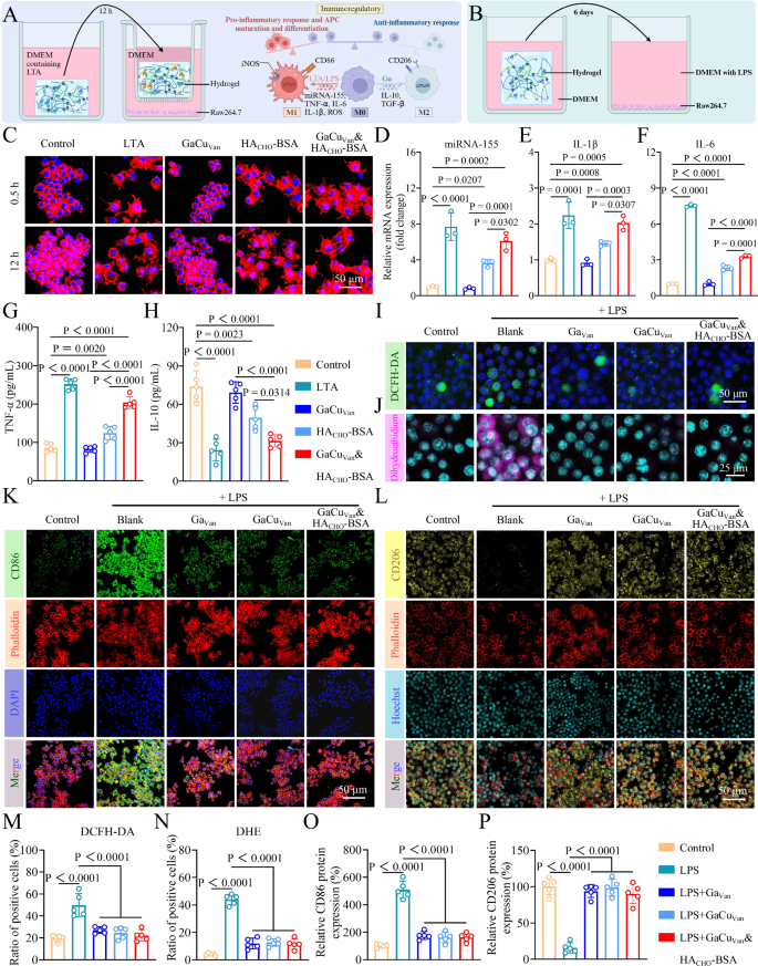 Fig. 5: In vitro, GaCuVan&HACHO-BSA hydrogel adsorbed bacterial virulence factors to promote immunity, released Ga to resist oxidative stress, and maintained immune homeostasis.