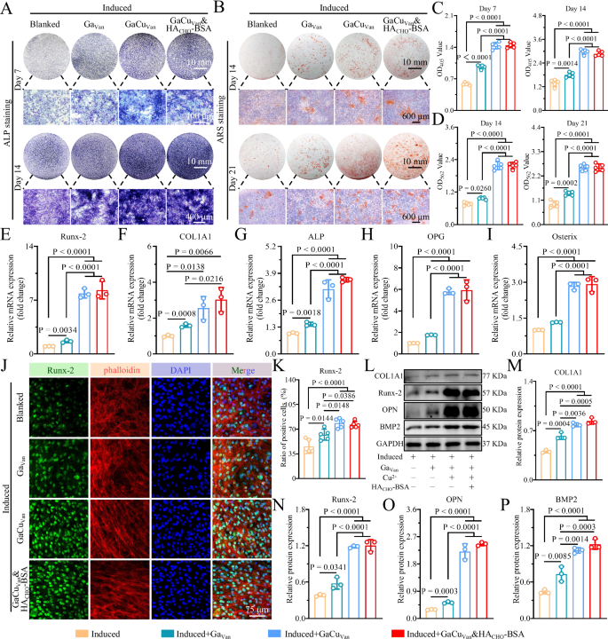 Fig. 6: GaCuVan&HACHO-BSA Hydrogel promoted osteogenesis and upregulated osteogenic differentiation of BMSC.