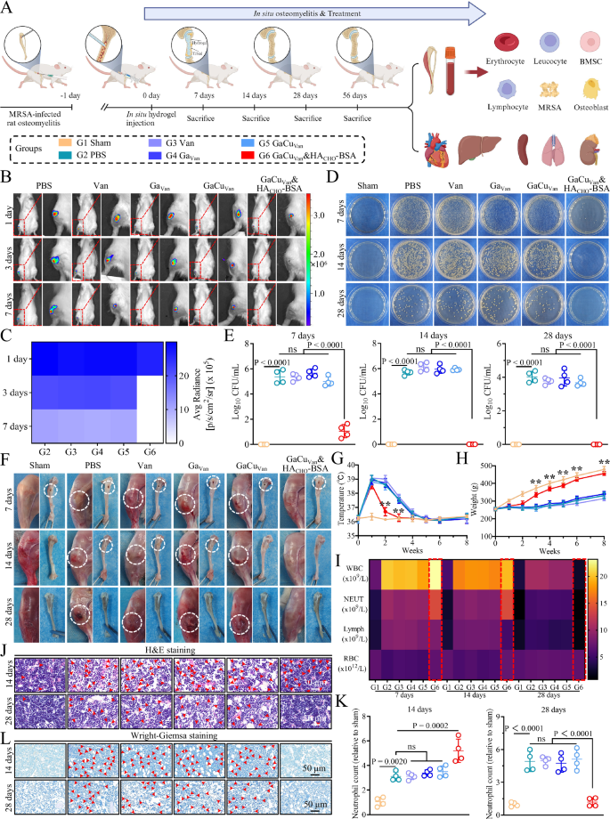 Fig. 7: Bactericidal properties and induction of osteomyelitis regression by in situ administration with GaCuVan&HACHO-BSA hydrogel.