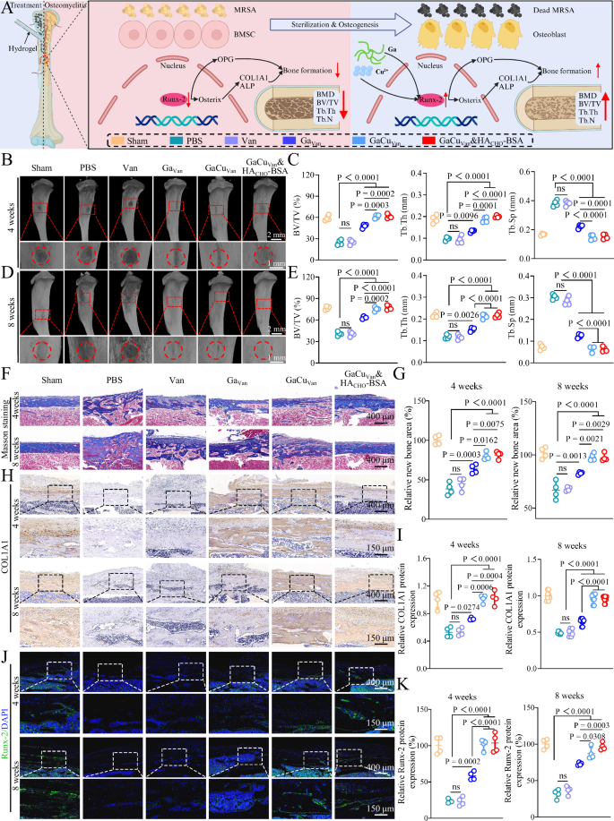 Fig. 8: Bone repair was impaired in osteomyelitis, and GaCuVan&HACHO-BSA hydrogel reversed this abnormality.