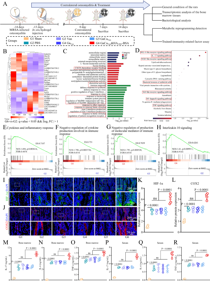 Fig. 9: GaCuVan&HACHO-BSA hydrogel, administered in advance, contributed to resistance to ectopic osteomyelitis and induced trained immunity through metabolic reprogramming in rats.