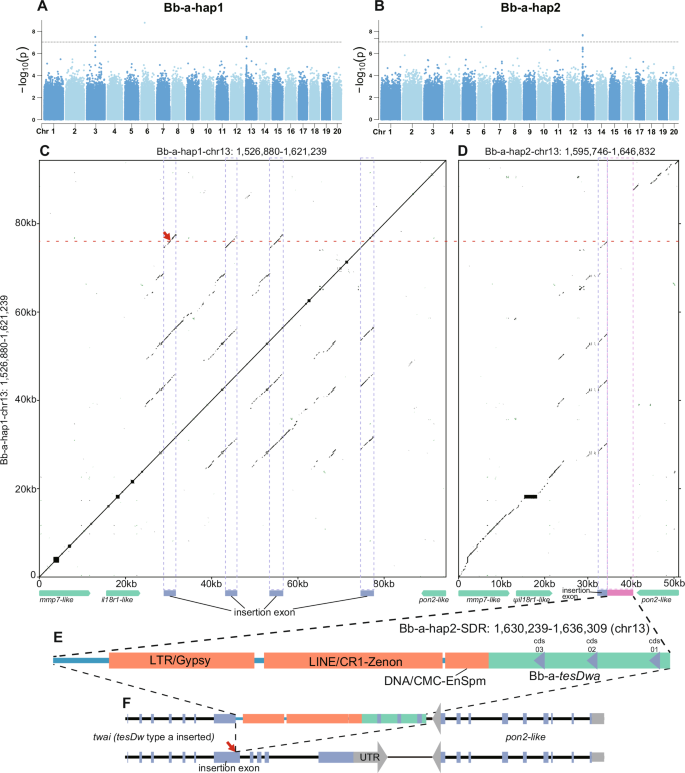 Fig. 1: Identification of the SDR and its features in type a females of Bb.