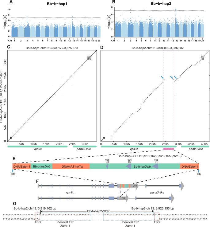 Fig. 2: Identification of the SDR and its features in type b females of Bb.