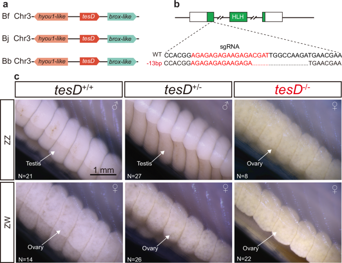 Fig. 3: Homozygous tesD mutants of Bf exhibit sex-reversal in males.