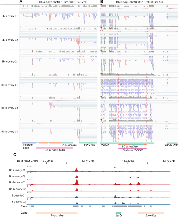 Fig. 4: Reverse transcription of tesDwa/b in Bb female gonads.