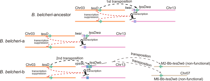 Fig. 5: Evolutionary dynamics of the sex-determining mechanism in Bb.