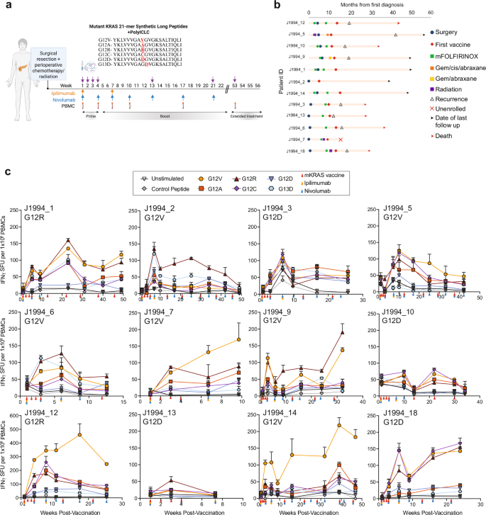 Fig. 1: A pooled mutant KRAS peptide vaccine given in combination with ipilimumab and nivolumab activates mKRAS-specific T cells in patients with resected PDAC.