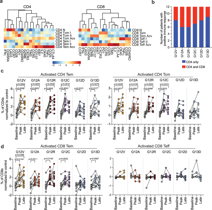 Fig. 3: mKRAS-specific T cells activated by mKRAS-VAX are polyfunctional Th1 CD4 and cytotoxic CD8 T cells.