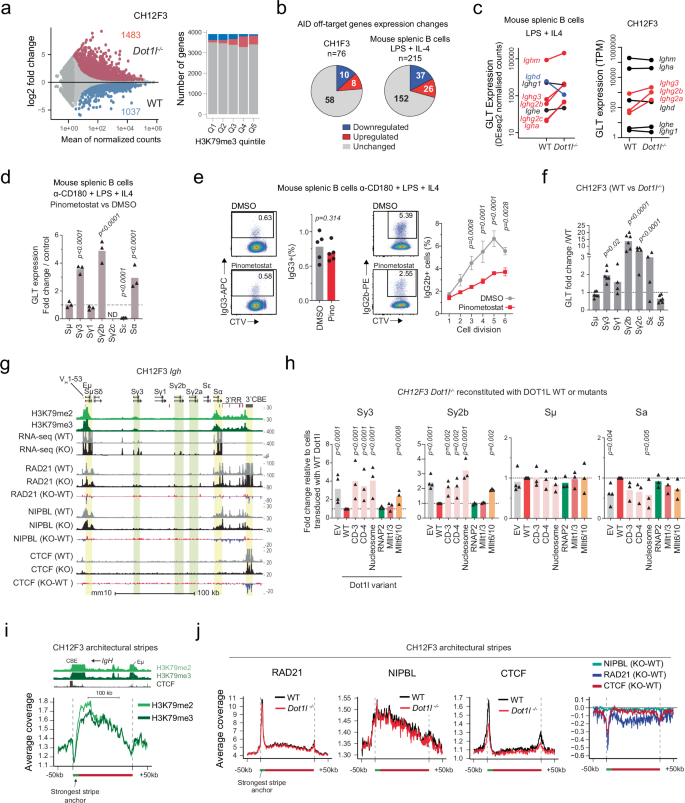 Fig. 4: DOT1L deficiency uncouples GLT induction from CSR and alters cohesion trafficking.