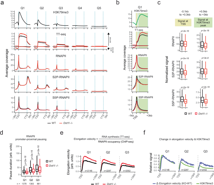 Fig. 5: DOT1L limits transcription elongation velocity.