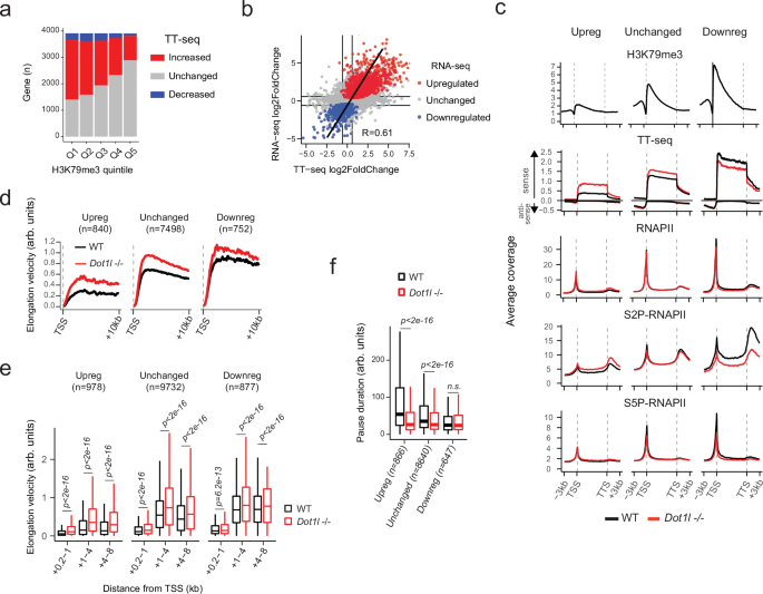 Fig. 6: Transcription kinetics changes correlate with gene expression changes in Dot1l−/− cells.