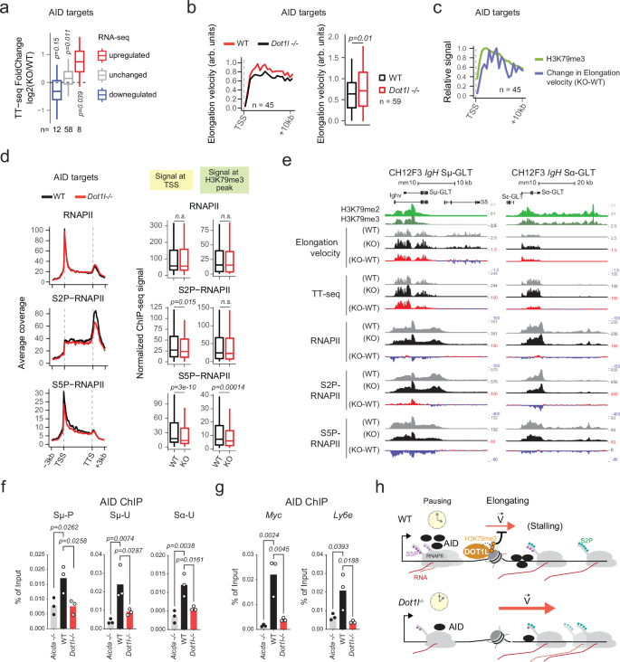 Fig. 7: Faster elongation correlates with reduced AID occupancy in DOT1L-deficient cells.