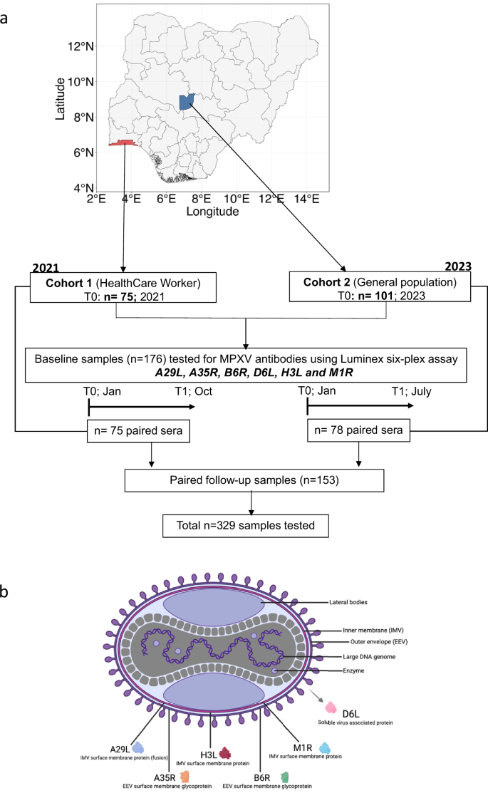 Fig. 1: Study cohorts, participant flow, and MPXV antigens tested.