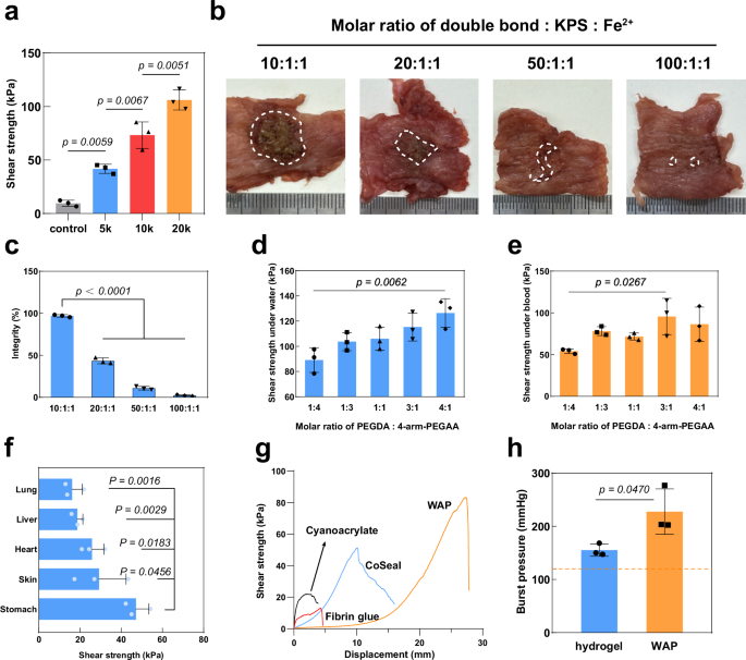 Fig. 2: WAP exhibits strong wet adhesive properties following optimization of its component ratio.