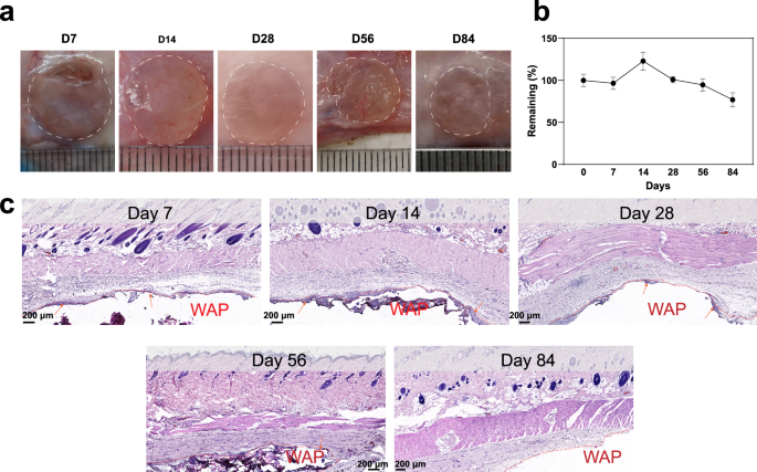 Fig. 3: WAP could degrade subcutaneously and exhibit good biocompatibility.