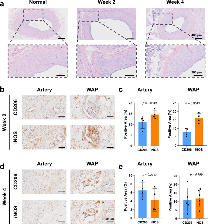 Fig. 6: WAP induced moderate inflammation response during the repair process of the porcine femoral artery.