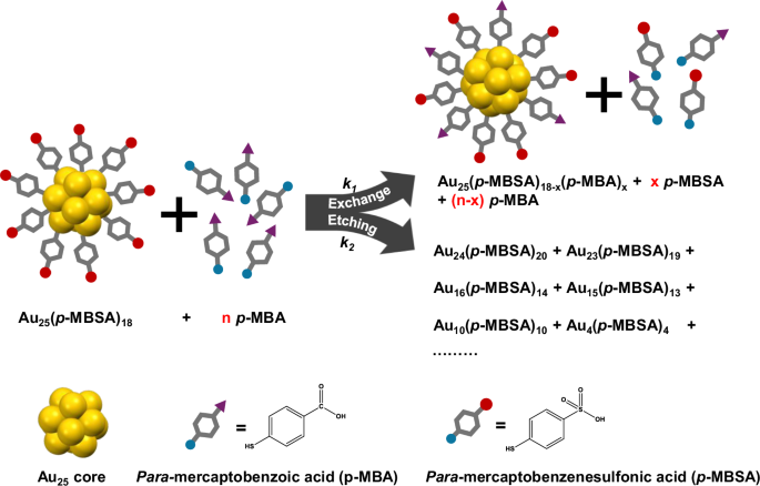 Fig. 1: Schematic illustration of competing ligand exchange and etching reactions between Au NCs with thiols.