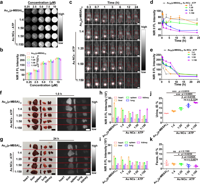 Fig. 6: Precise ligand engineering promoted bio-distribution of Au25 NCs.