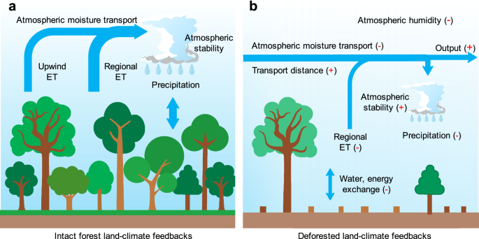 Fig. 3: Schematic representation of land-surface and atmospheric processes responsible for the weakening of land-climate feedbacks, due to large-scale deforestation in the southern Amazon basin.