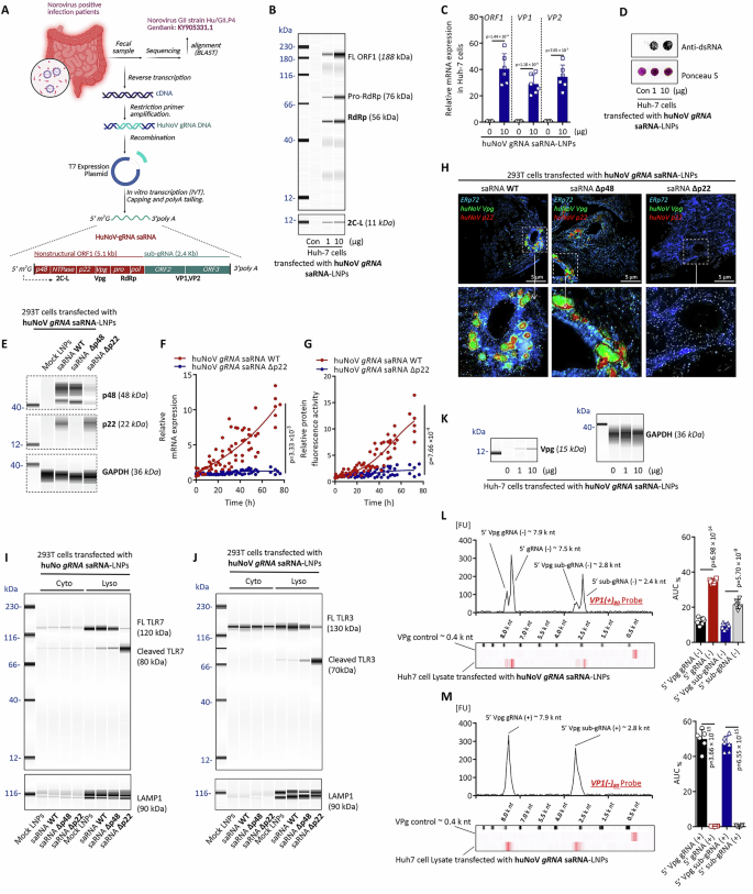 Fig. 1: Functional characteristics of huNoV gRNA saRNA in eukaryotic cells.