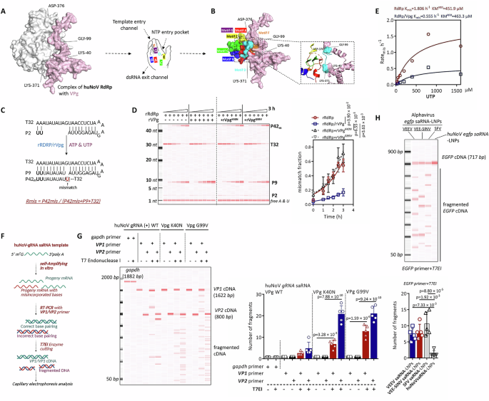 Fig. 2: Fidelity test of huNoV gRNA saRNA.