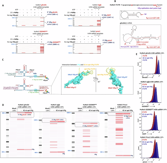 Fig. 4: The 42nt apt-VPg reduces nonspecific amplification of VPg saRNA.