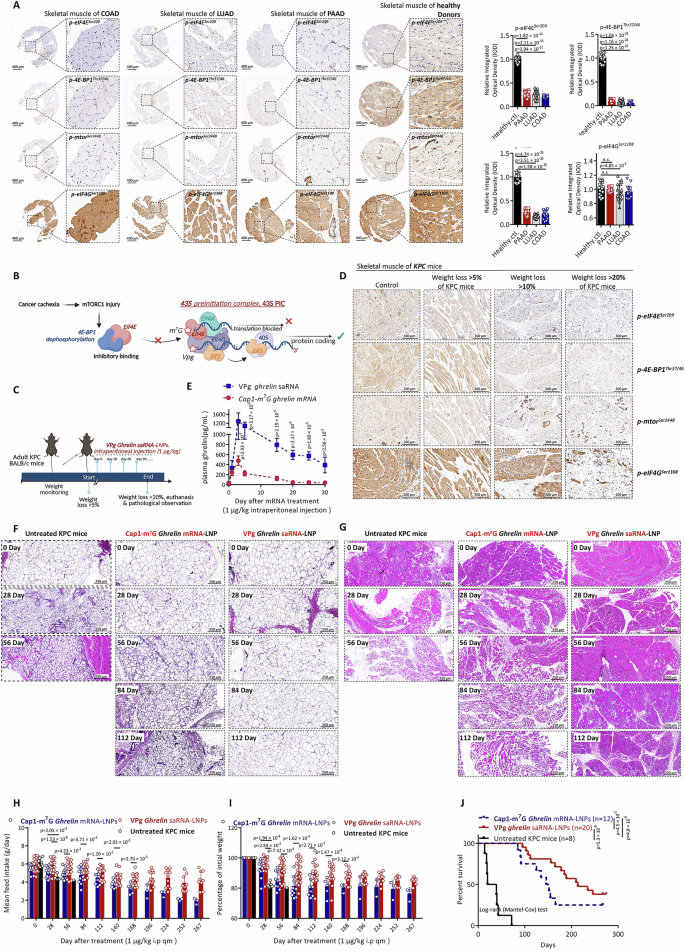 Fig. 5: Vpg Ghrelin-saRNA alleviates cancer-associated cachexia.