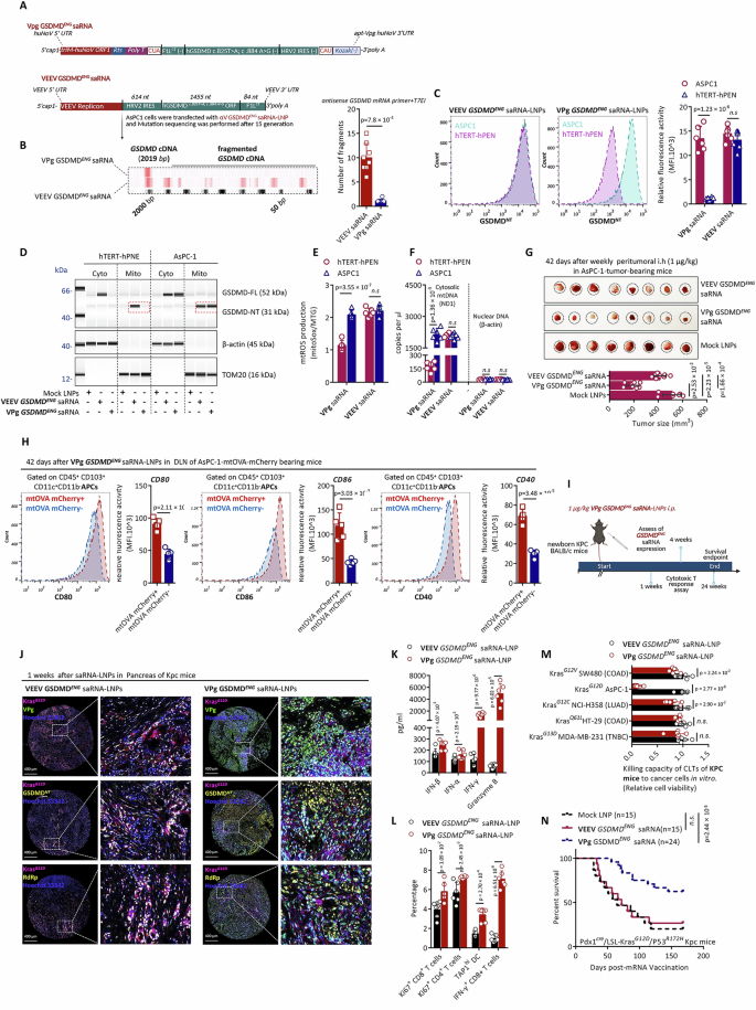 Fig. 6: VPg GSDMDENG-saRNA treatment and prevention of tumors.