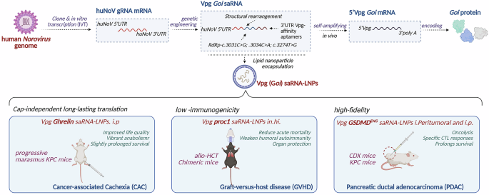 Fig. 8: Schematic diagram of the development and application of VPg saRNA.