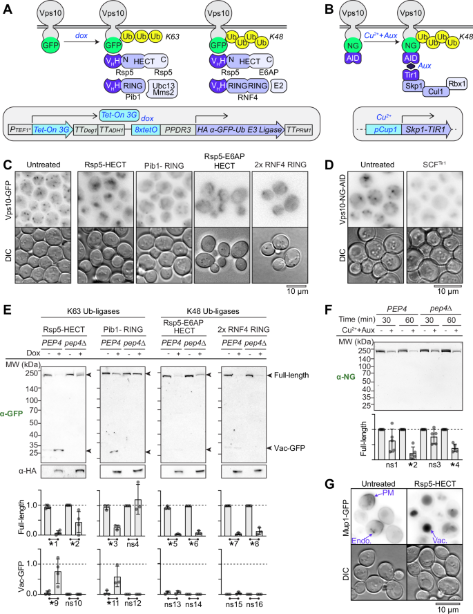 Fig. 1: Ubiquitin linkage specifies distinct degradation pathways for post-ER membrane protein.